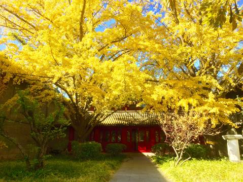 clip_image004.jpg ../../../../Downloads/古楼银杏.jpg